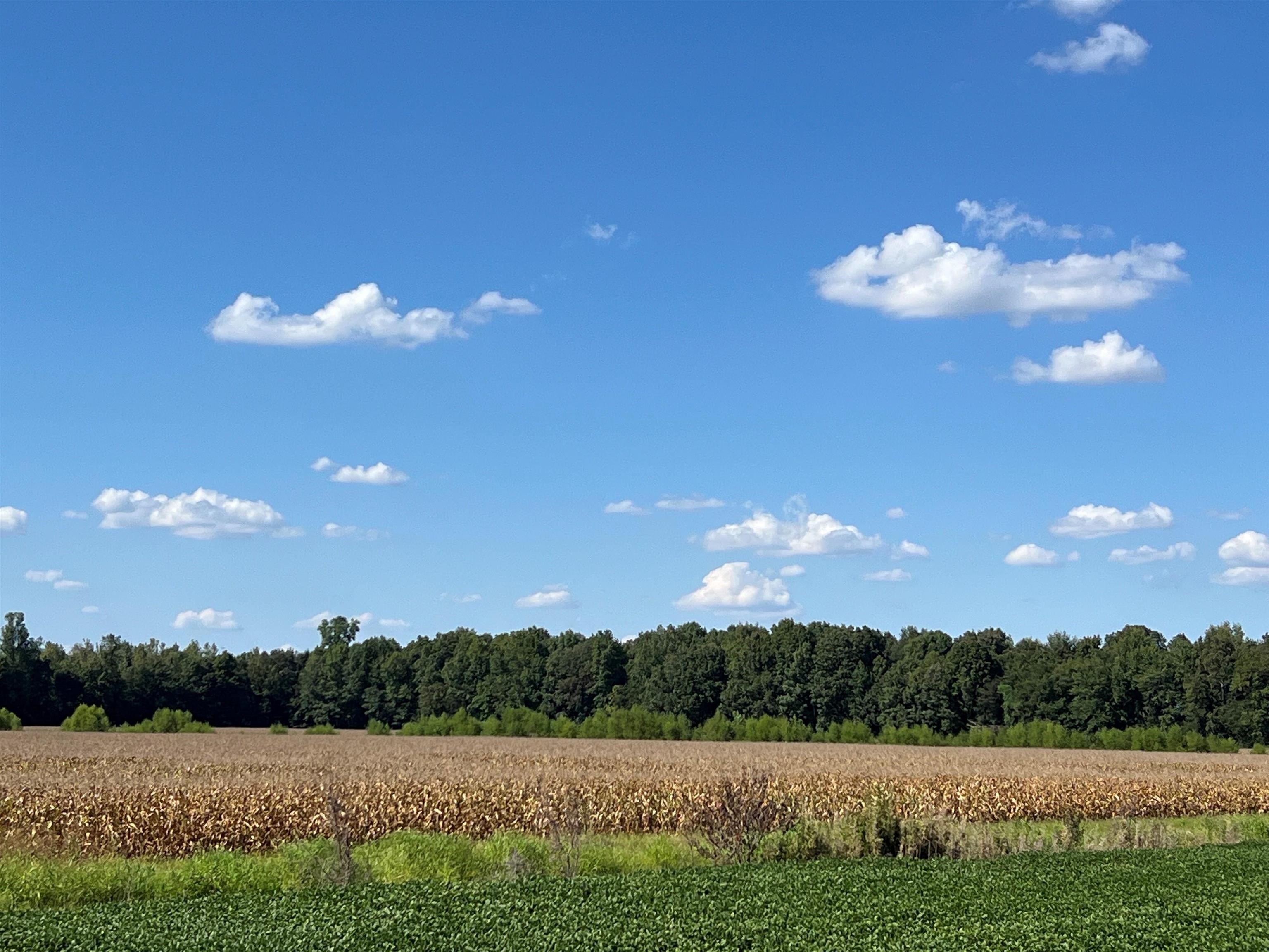 Jim Daniels Road, Island, Kentucky 42350, ,Farm,For Sale,Jim Daniels Road,90577