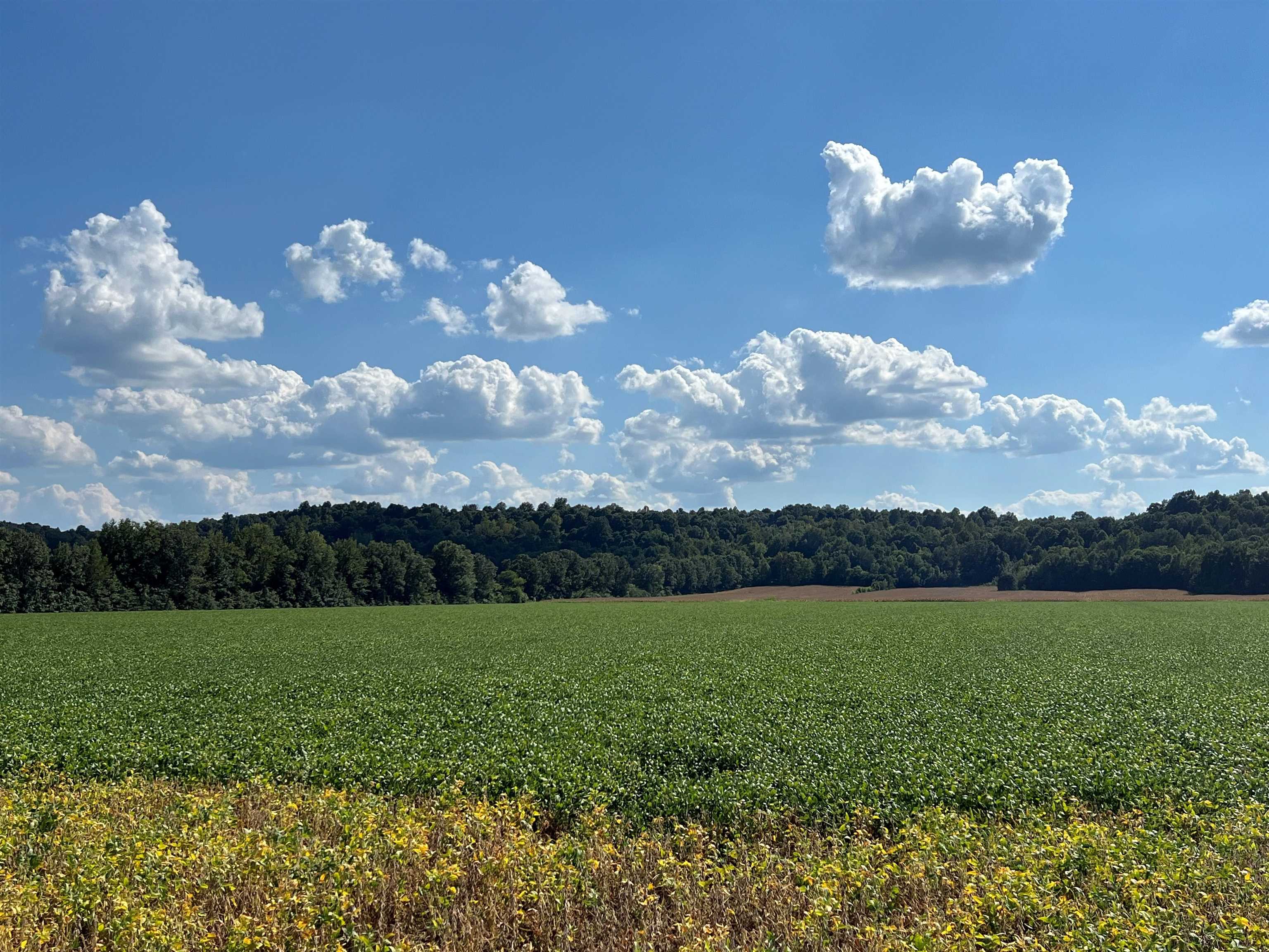 Jim Daniels Road, Island, Kentucky 42350, ,Farm,For Sale,Jim Daniels Road,90577