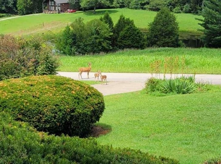 246 Valley View Drive, Morgantown, Kentucky 42261, 4 Bedrooms Bedrooms, ,3 BathroomsBathrooms,Ranch,For Sale,Valley View Drive,90958