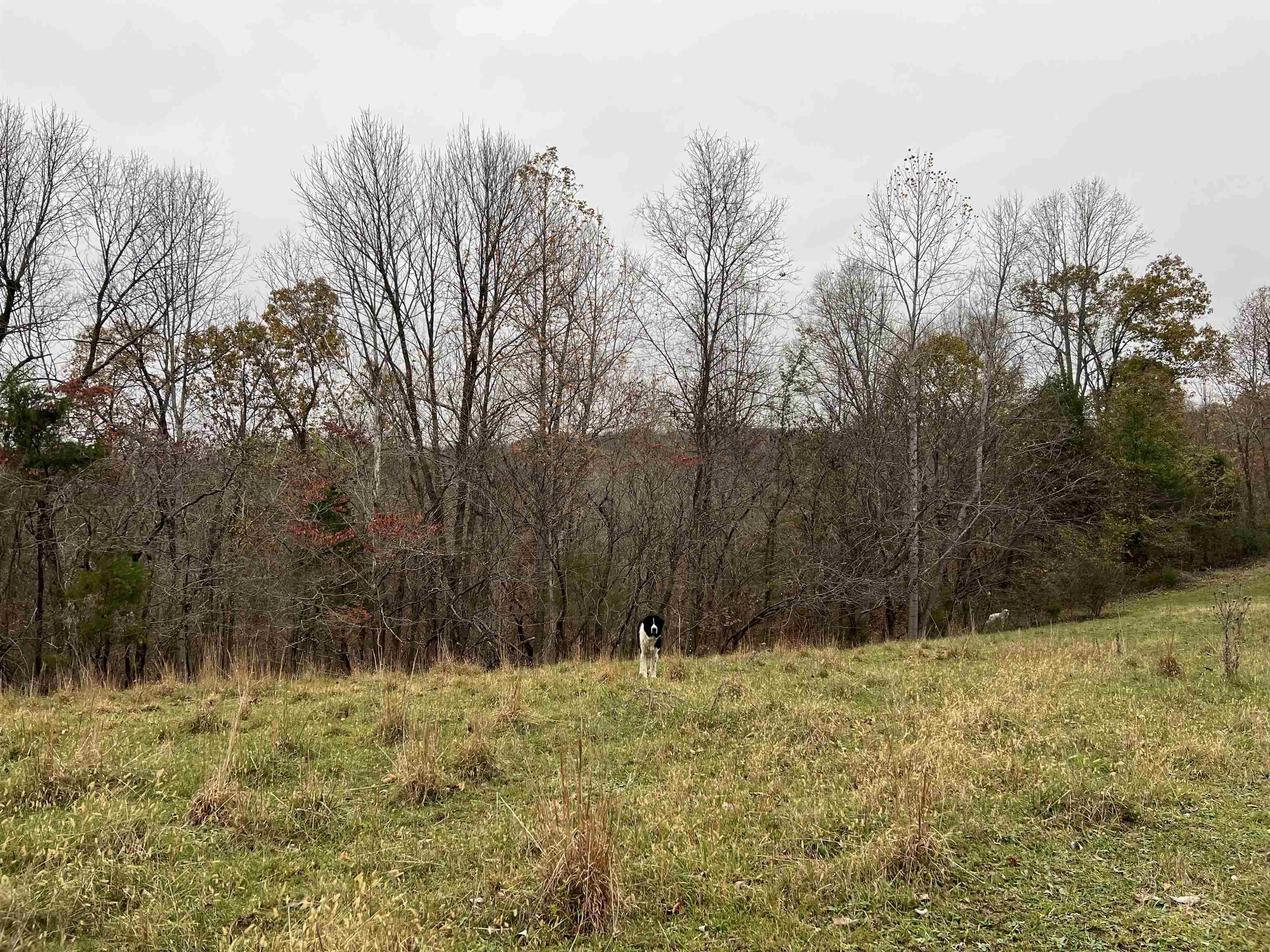 Hawesville-Easton Rd., Reynolds Station, Kentucky 42368, ,Land,For Sale,Hawesville-Easton Rd.,91125