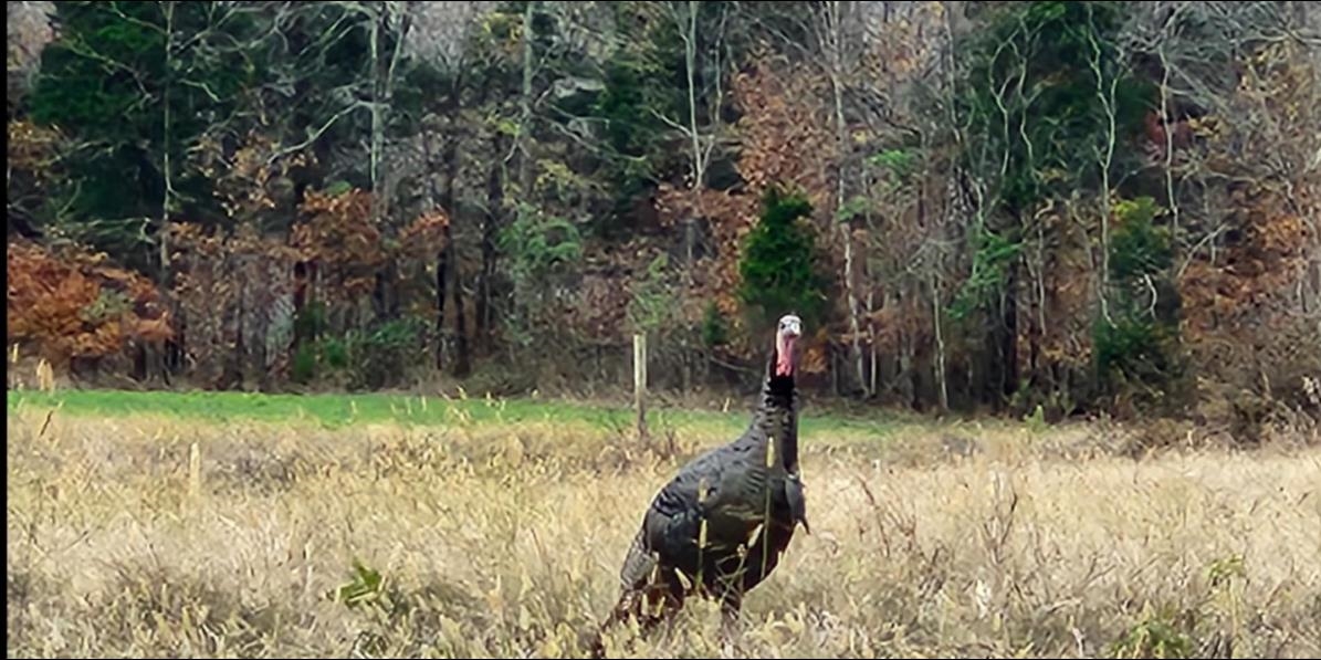 2335 Dogwalk Rd, Horse Branch, Kentucky 42349, ,Land,For Sale,Dogwalk Rd,91368