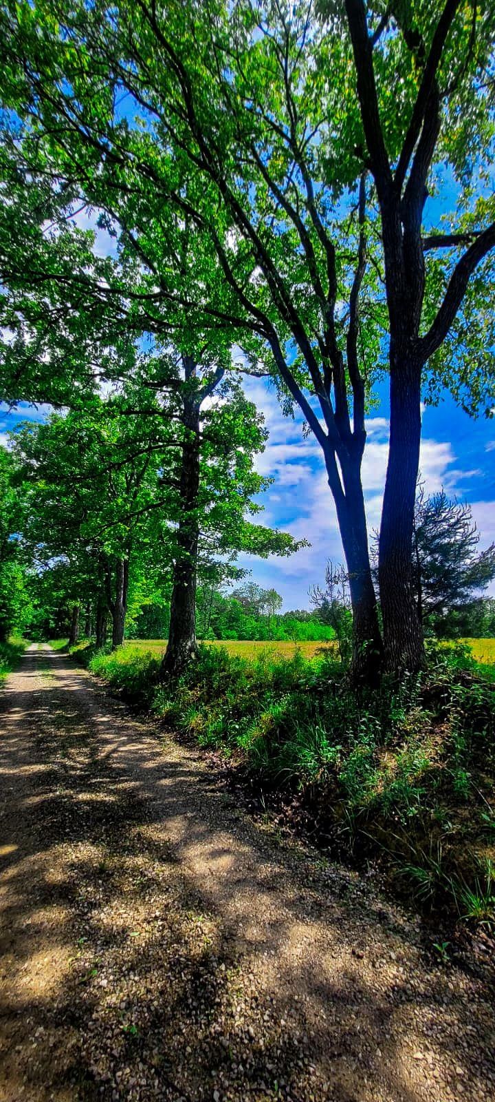 2335 Dogwalk Rd, Horse Branch, Kentucky 42349, ,Land,For Sale,Dogwalk Rd,91368