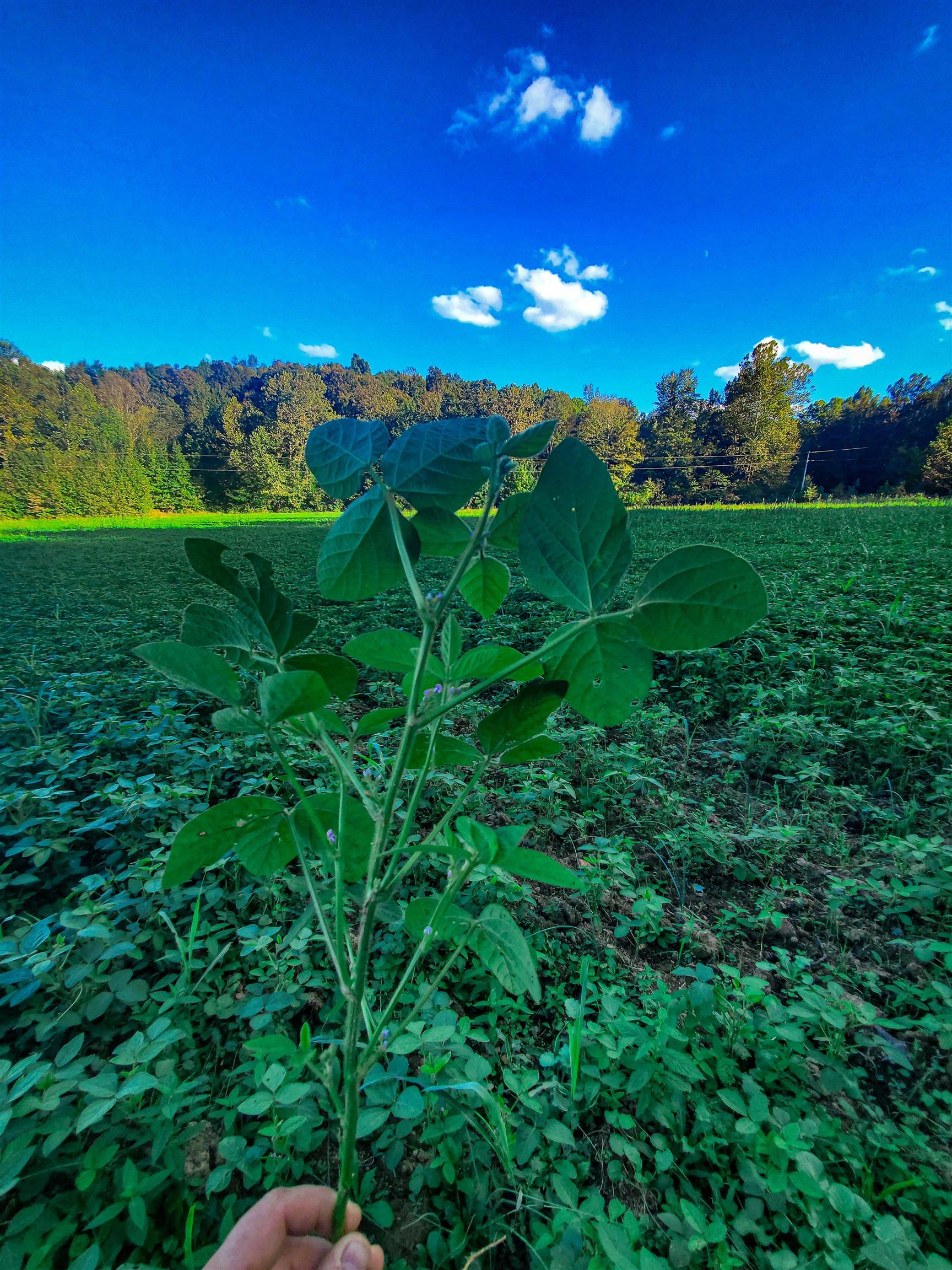 2335 Dogwalk Rd, Horse Branch, Kentucky 42349, ,Land,For Sale,Dogwalk Rd,91368