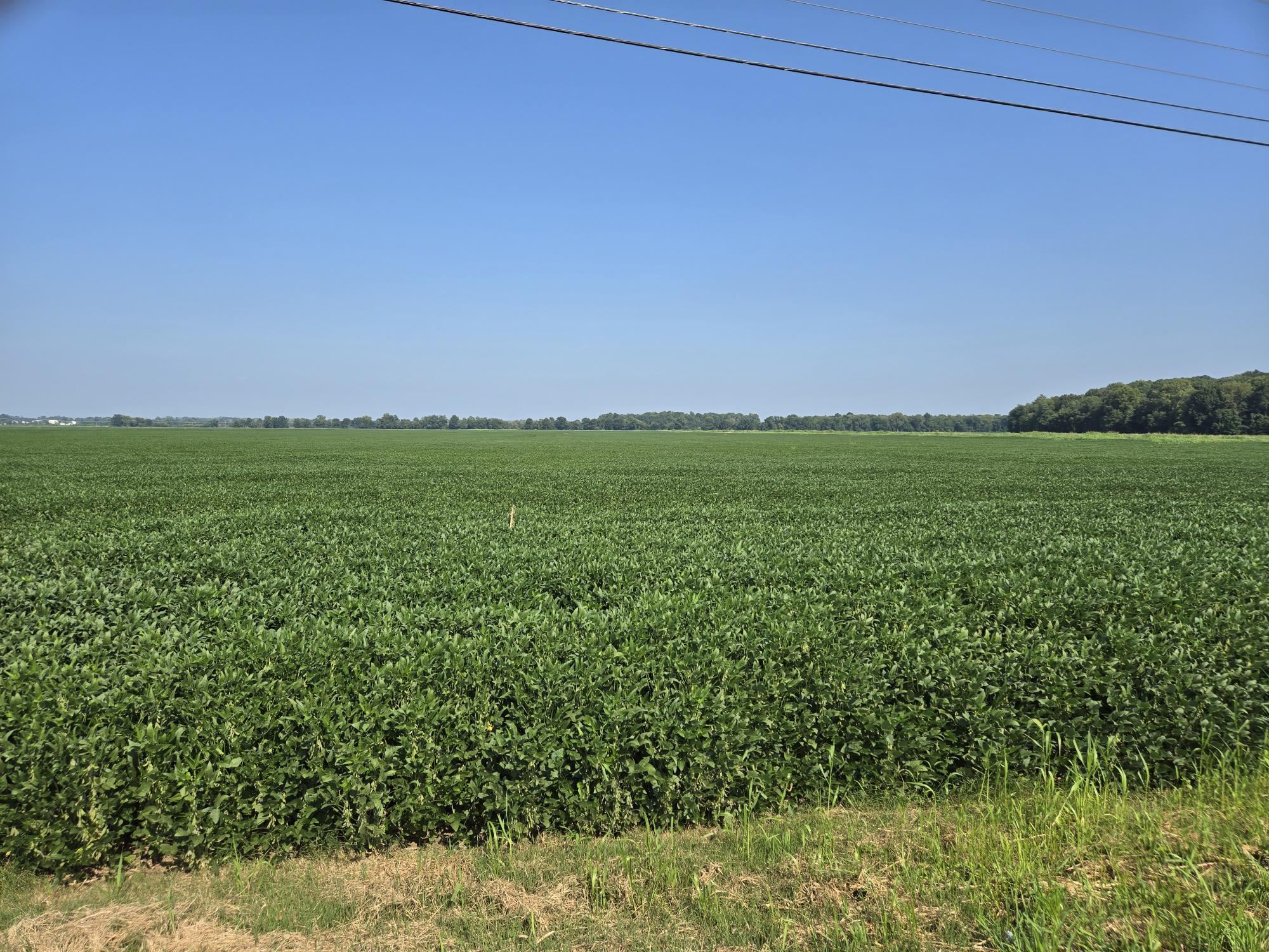 ~6600 Pruitt Agnew Road (HWY 1217), Henderson, Kentucky 42420, ,Farm,For Sale,Pruitt Agnew Road (HWY 1217),92252