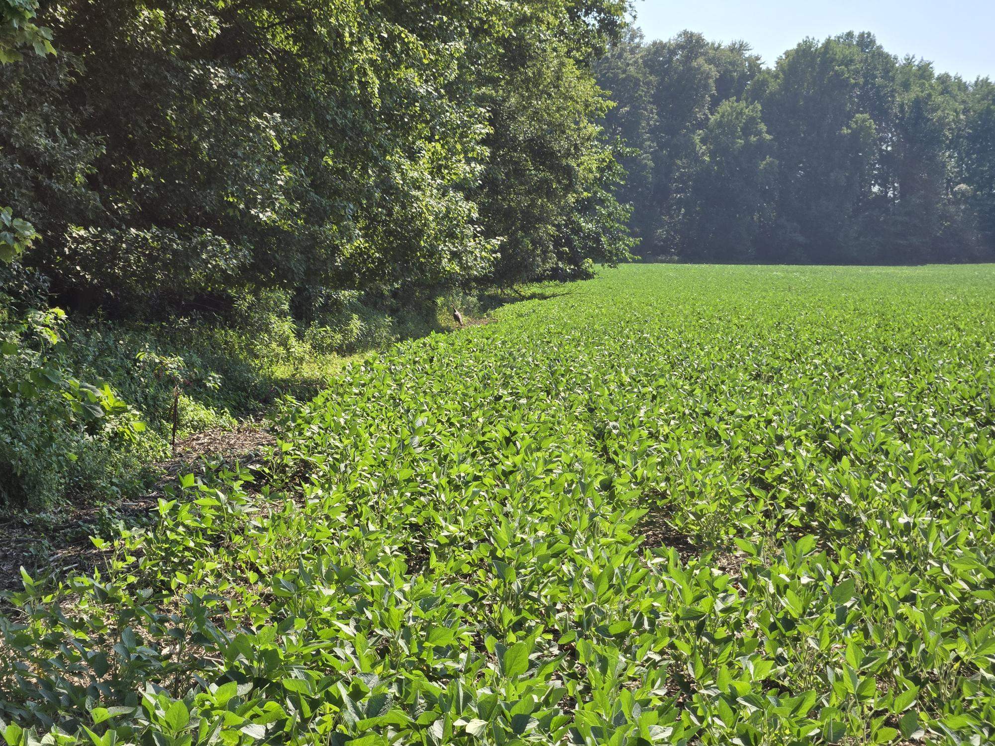 ~6600 Pruitt Agnew Road (HWY 1217), Henderson, Kentucky 42420, ,Farm,For Sale,Pruitt Agnew Road (HWY 1217),92252