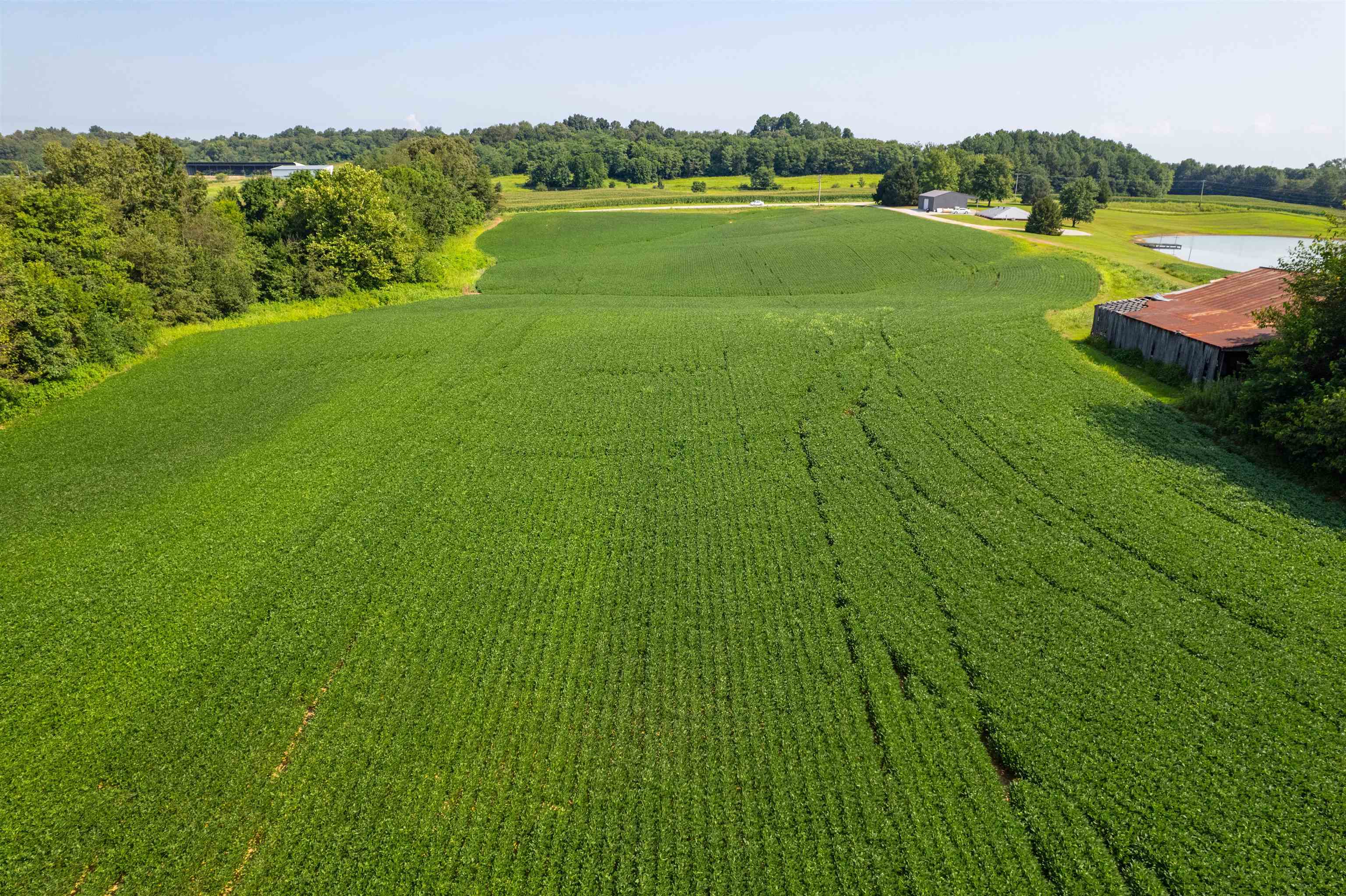 4880 Kentucky 554, Owensboro, Kentucky 42376, ,Farm,For Sale,Kentucky 554,93000