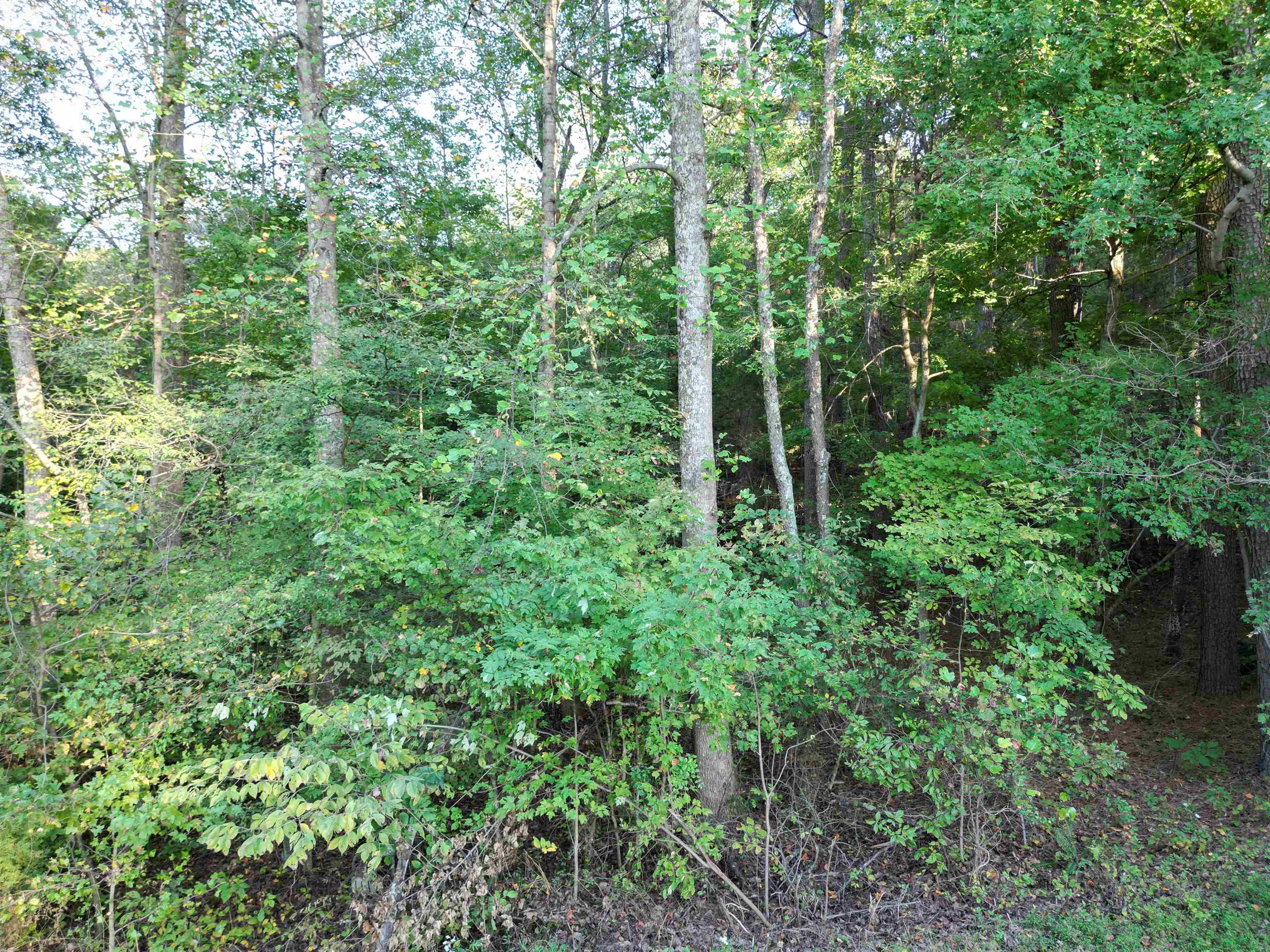 0 Kassinger Ln, Hartford, Kentucky 42347, ,Land,For Sale,Kassinger Ln,93206