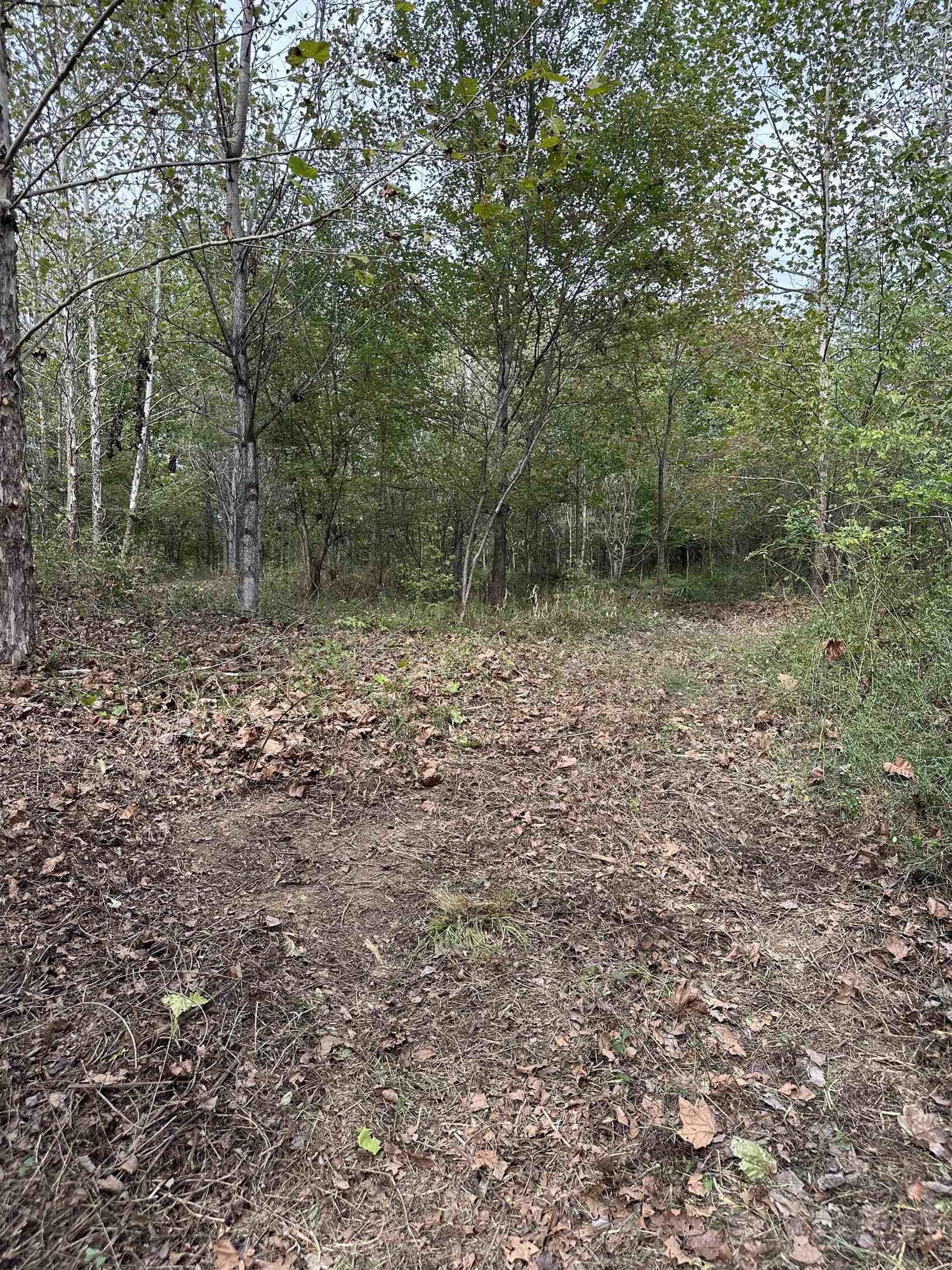 11301 Highway 231, Utica, Kentucky 42376, ,Land,For Sale,Highway 231,93310