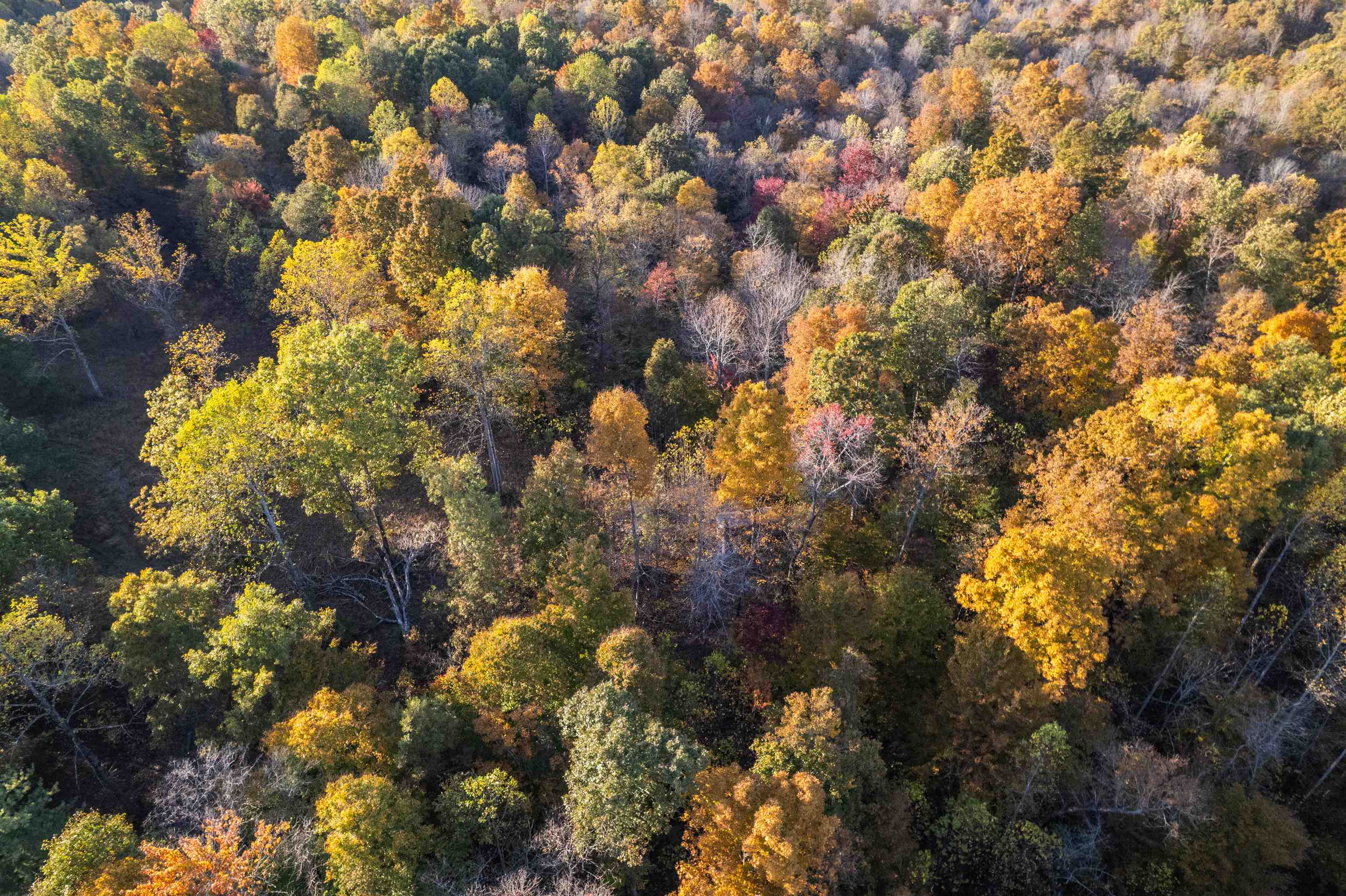 0 Askins Road, Fordsville, Kentucky 42343, ,Land,For Sale,Askins Road,93489