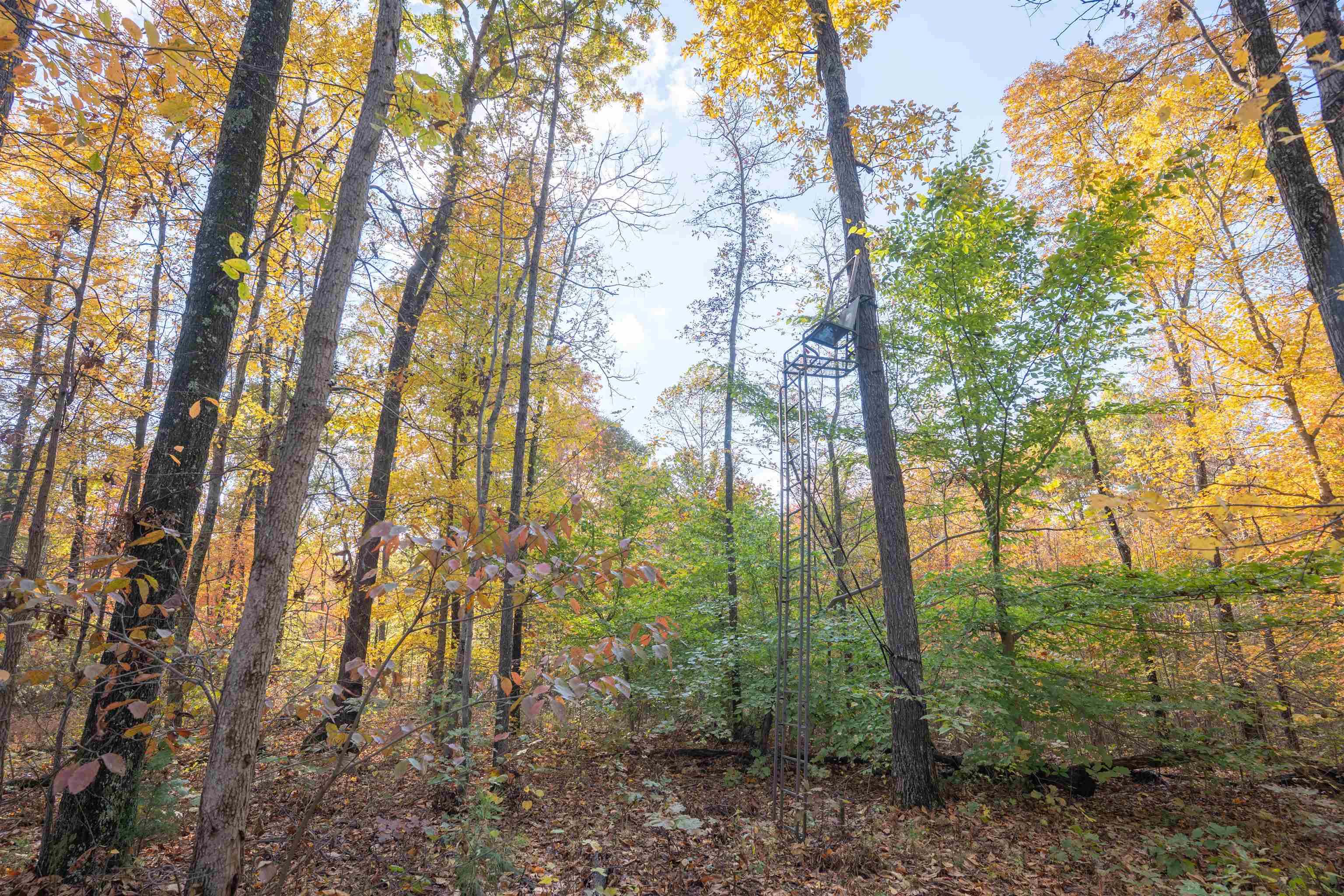 0 Askins Road, Fordsville, Kentucky 42343, ,Land,For Sale,Askins Road,93489