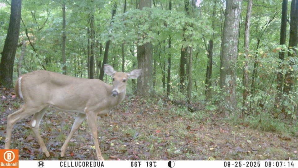 3180 Old Halls Creek Road, Beaver Dam, Kentucky 42320, 2 Bedrooms Bedrooms, ,1 BathroomBathrooms,Farm,For Sale,Old Halls Creek Road,93621