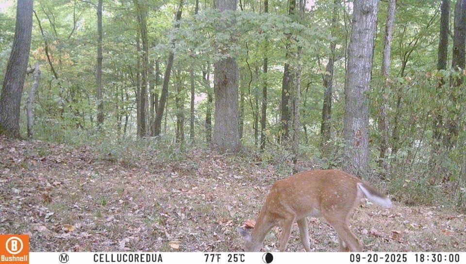 3180 Old Halls Creek Road, Beaver Dam, Kentucky 42320, 2 Bedrooms Bedrooms, ,1 BathroomBathrooms,Farm,For Sale,Old Halls Creek Road,93621