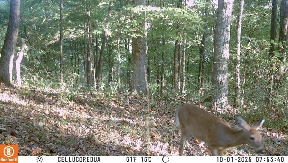 3180 Old Halls Creek Road, Beaver Dam, Kentucky 42320, 2 Bedrooms Bedrooms, ,1 BathroomBathrooms,Farm,For Sale,Old Halls Creek Road,93621