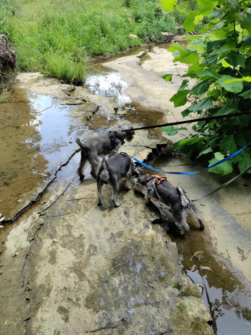 530 Askin Rd, Fordsville, Kentucky 42343, ,Land,For Sale,Askin Rd,93702