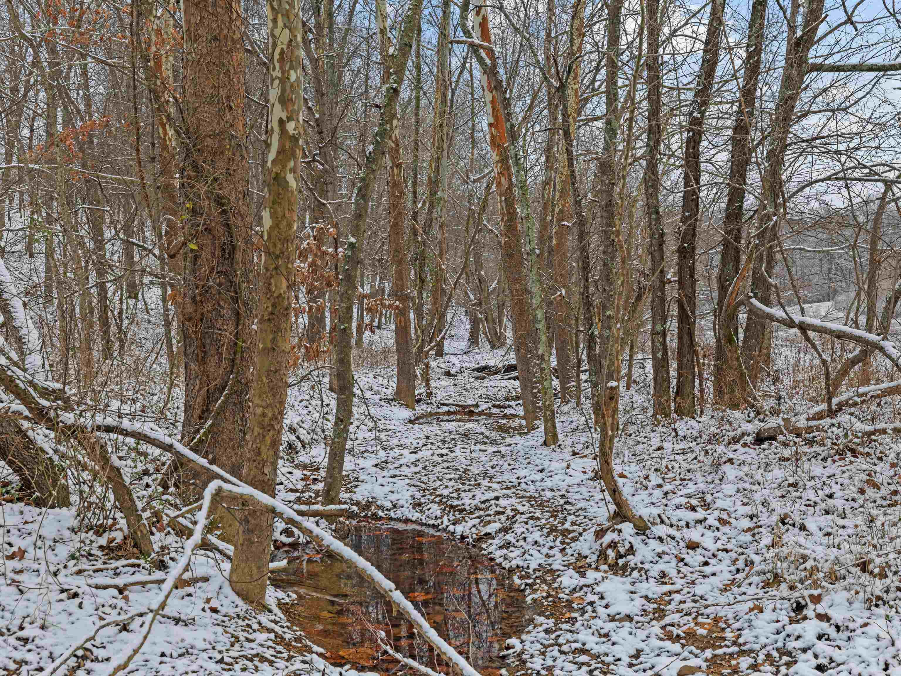 000 Waggener Church-Chalbeate Rd, Dixon, Kentucky 42404, ,Farm,For Sale,Waggener Church-Chalbeate Rd,93718