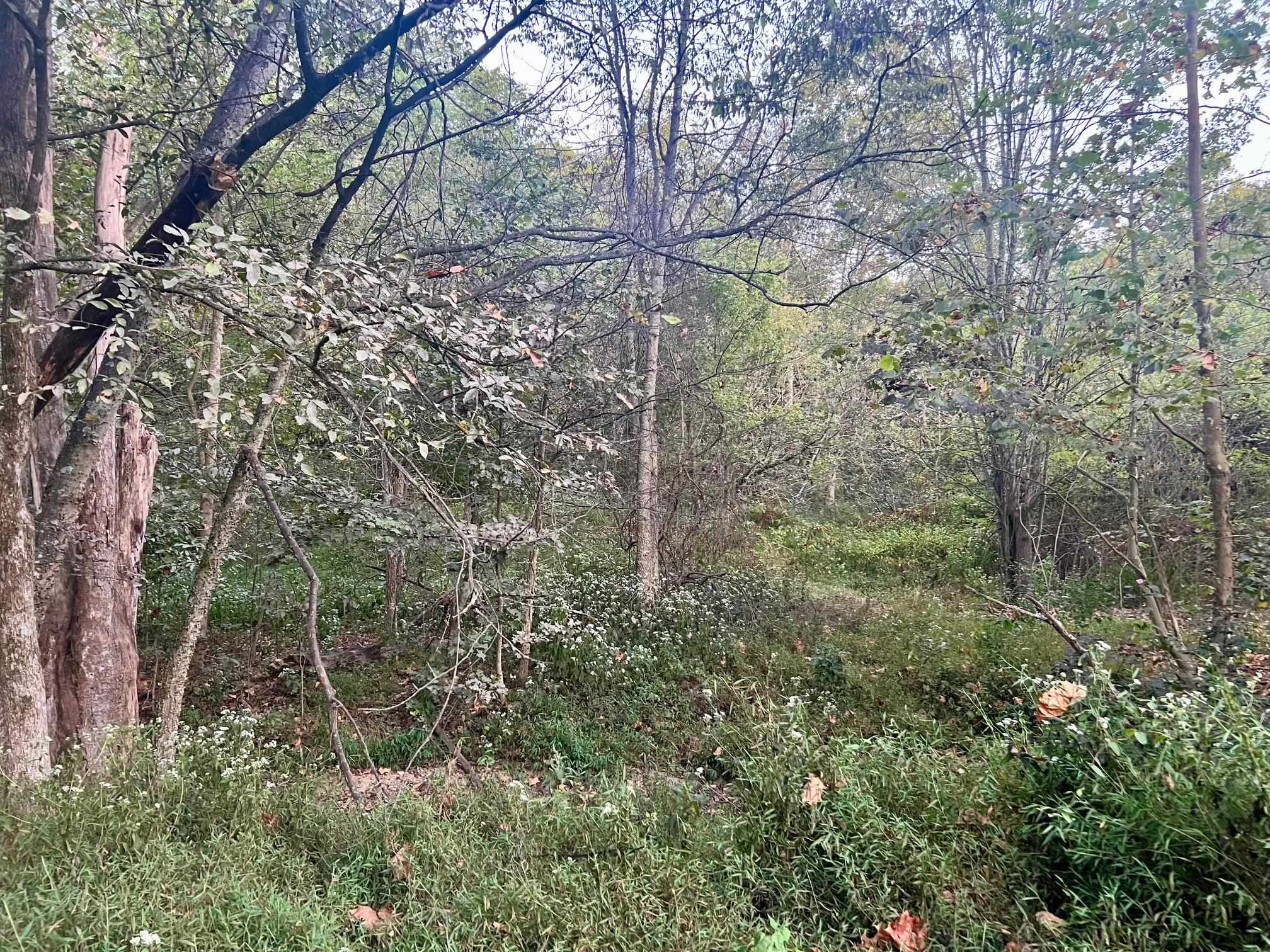 2476 Round Hill Rd, Hartford, Kentucky 42347, ,Farm,For Sale,Round Hill Rd,93793