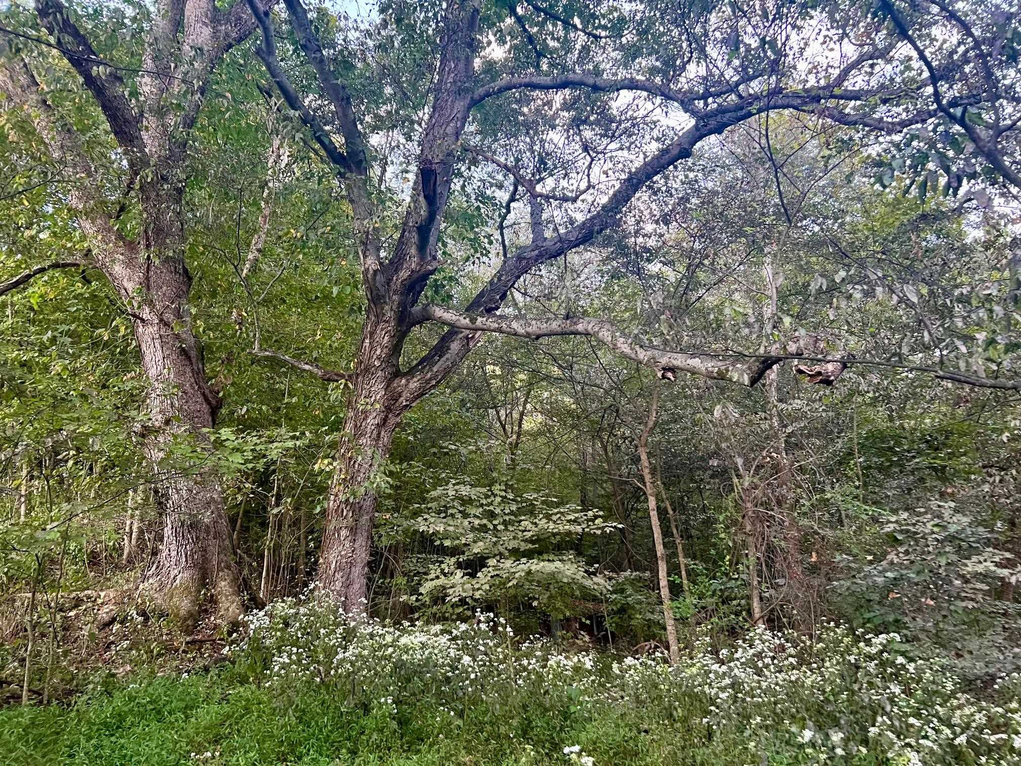 2476 Round Hill Rd, Hartford, Kentucky 42347, ,Farm,For Sale,Round Hill Rd,93793