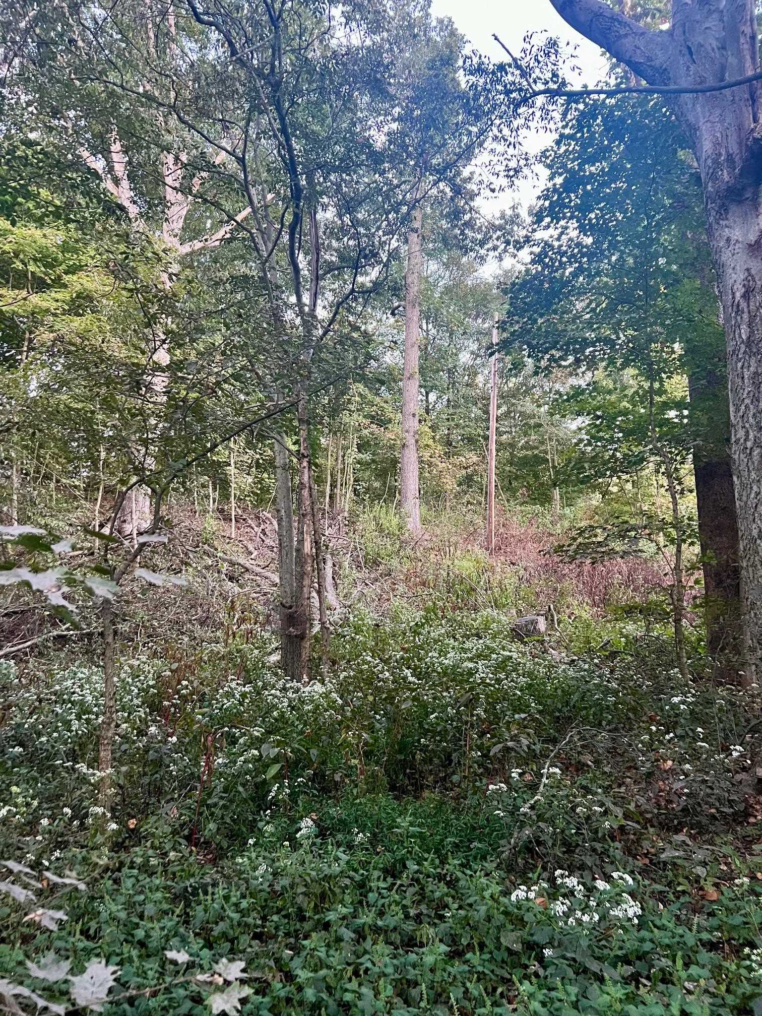 2476 Round Hill Rd, Hartford, Kentucky 42347, ,Farm,For Sale,Round Hill Rd,93793