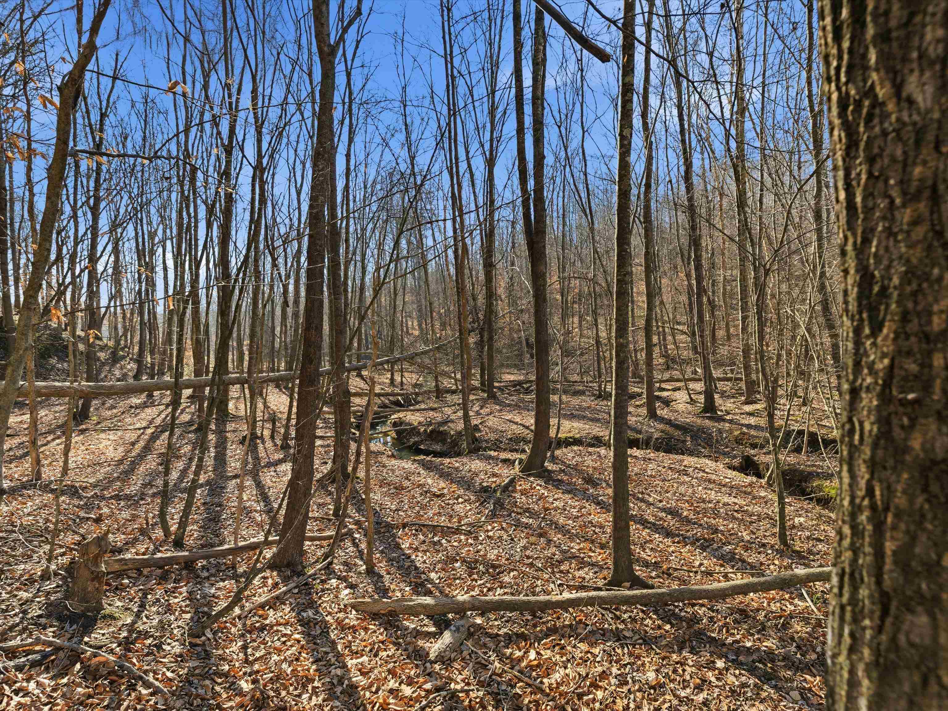 000 Pigeon Ridge Ln, Beaver Dam, Kentucky 42340, ,Land,For Sale,Pigeon Ridge Ln,93900