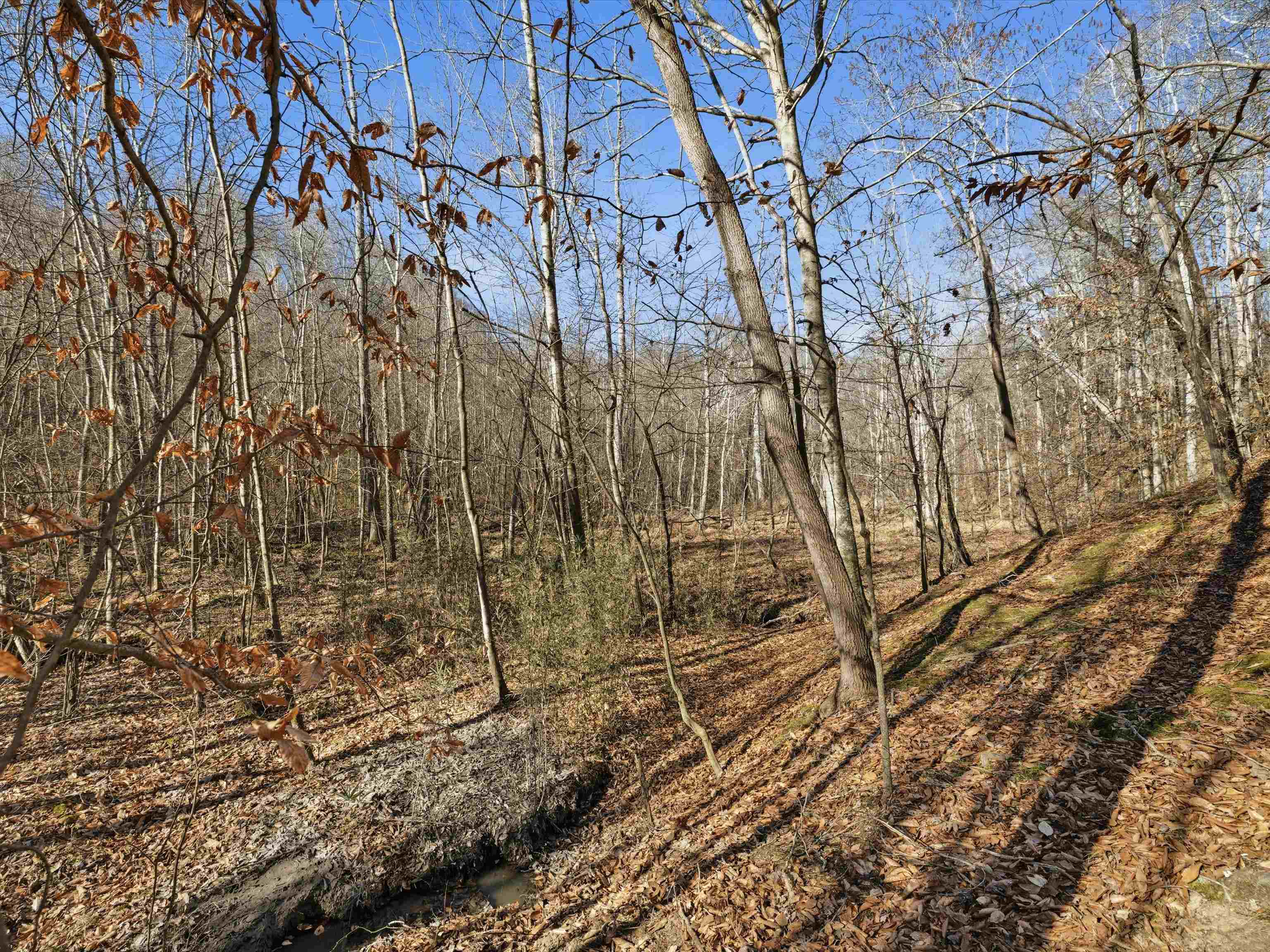 000 Pigeon Ridge Ln, Beaver Dam, Kentucky 42340, ,Land,For Sale,Pigeon Ridge Ln,93900