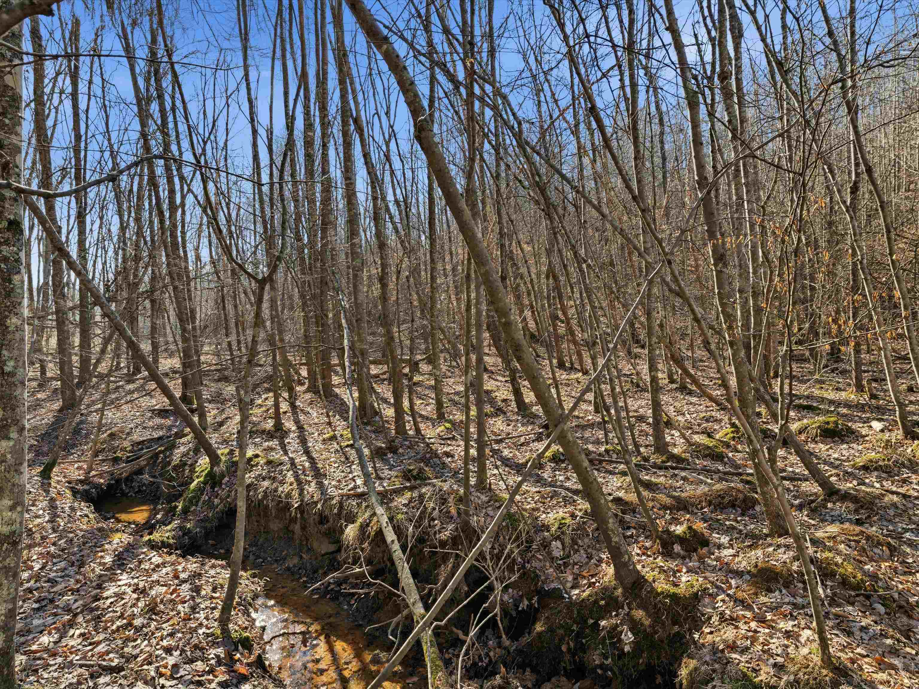 000 Pigeon Ridge Ln, Beaver Dam, Kentucky 42340, ,Land,For Sale,Pigeon Ridge Ln,93900