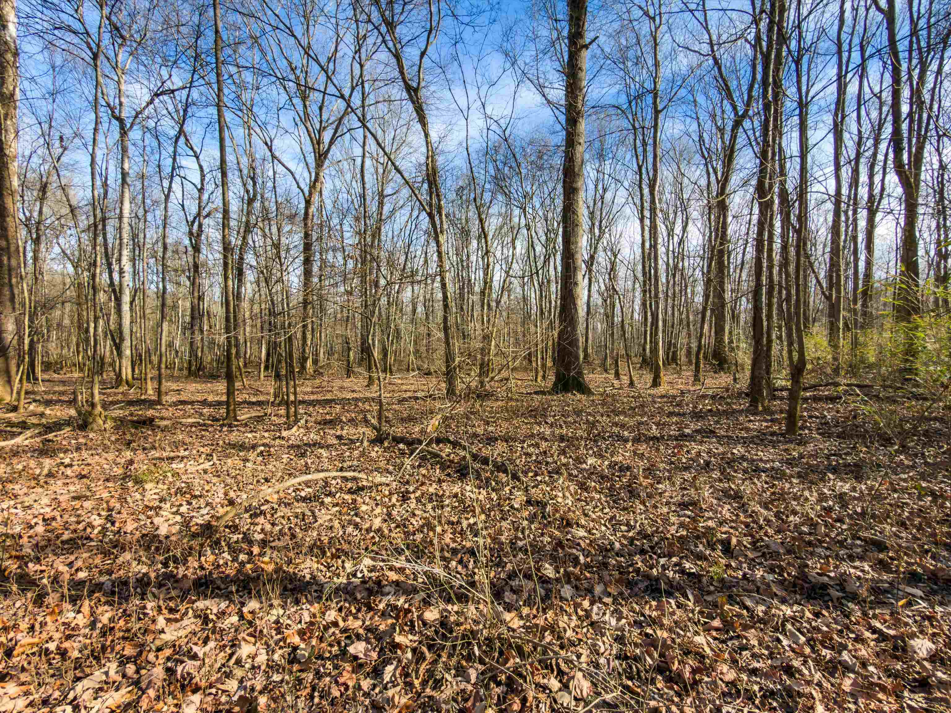 000 Iron Mountain Rd, Lewisburg, Kentucky 42256, ,Land,For Sale,Iron Mountain Rd,93957