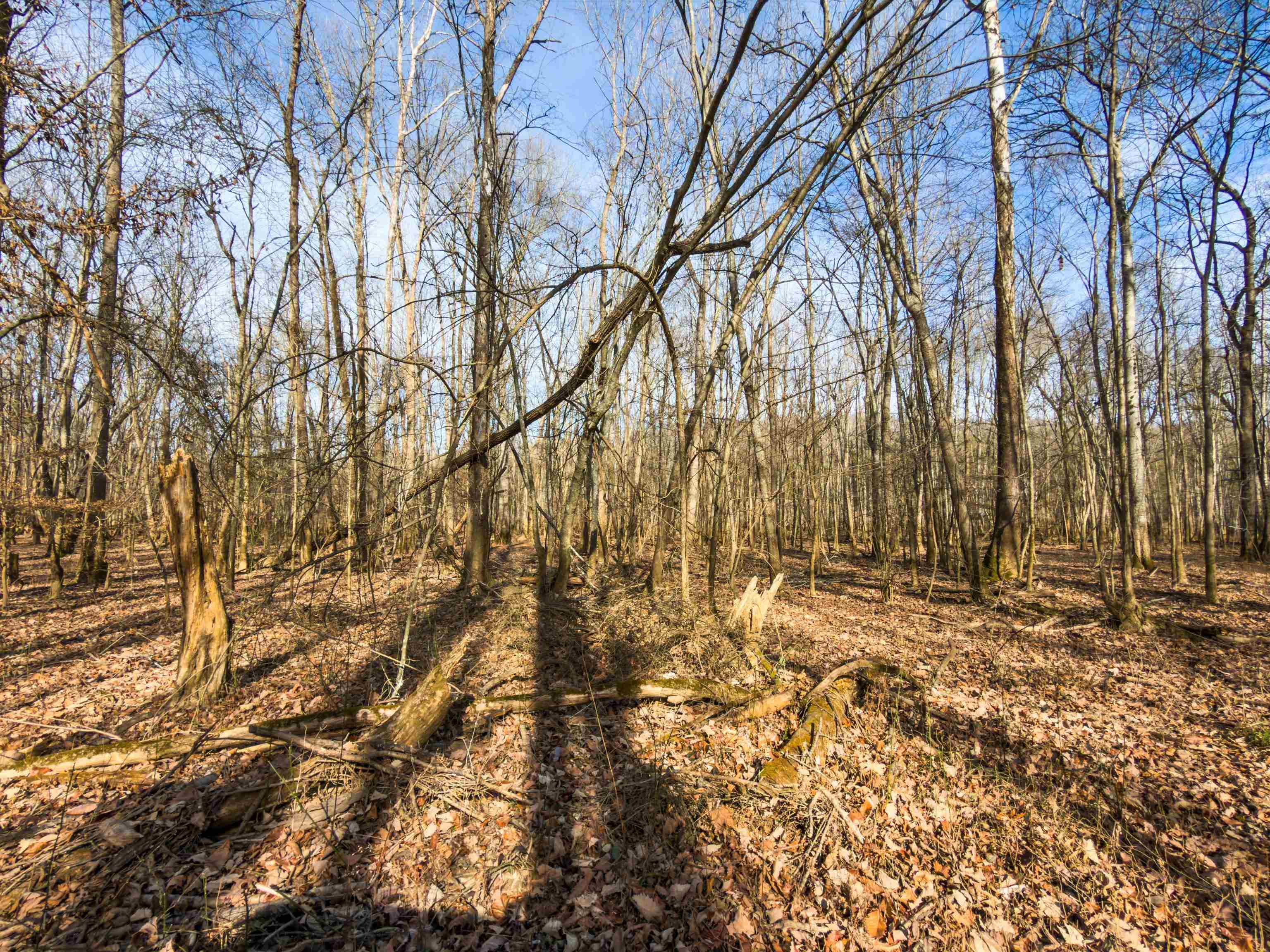 000 Iron Mountain Rd, Lewisburg, Kentucky 42256, ,Land,For Sale,Iron Mountain Rd,93957