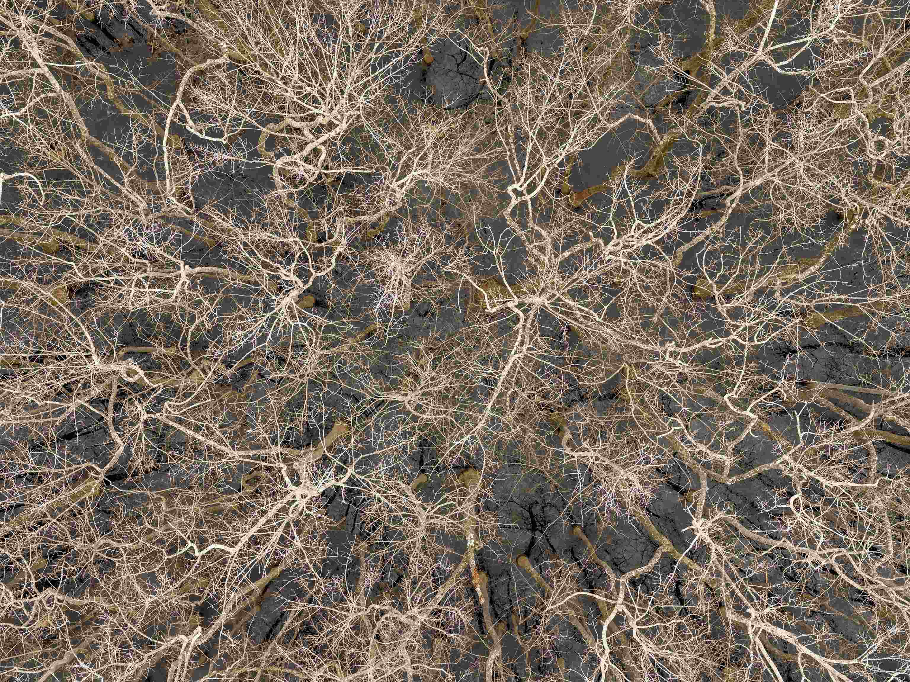 000 Red River Rd, Gilbertsville, Kentucky 42044, ,Land,For Sale,Red River Rd,93992