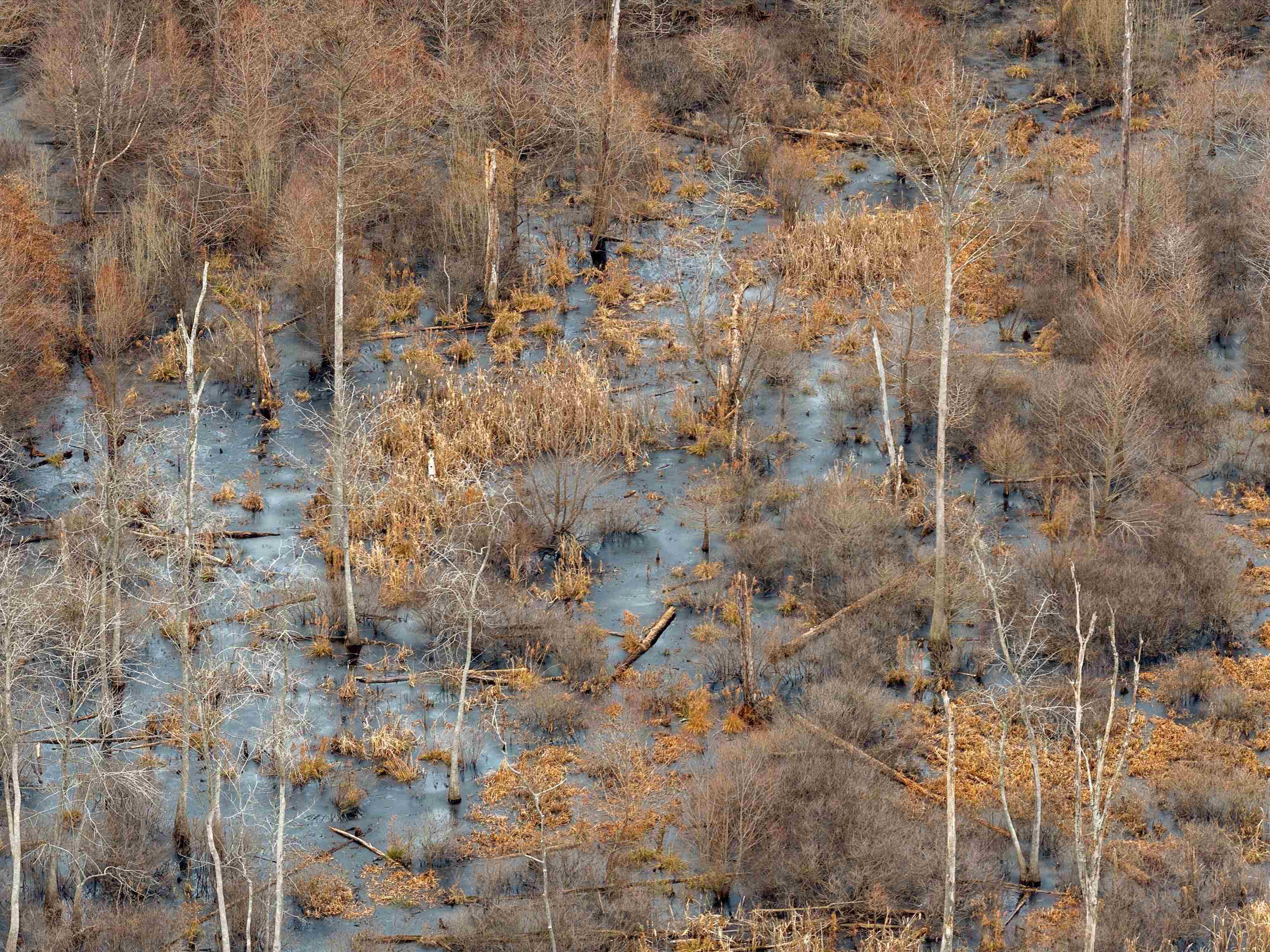 000 Red River Rd, Gilbertsville, Kentucky 42044, ,Land,For Sale,Red River Rd,93992