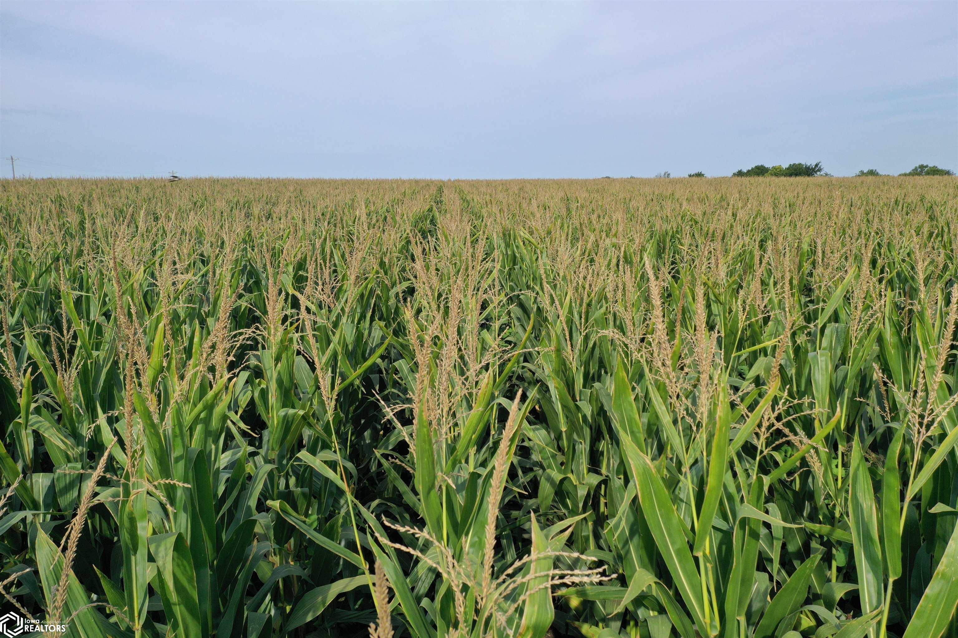 Hwy G76 & 190th Avenue, Lacona, Iowa image 4
