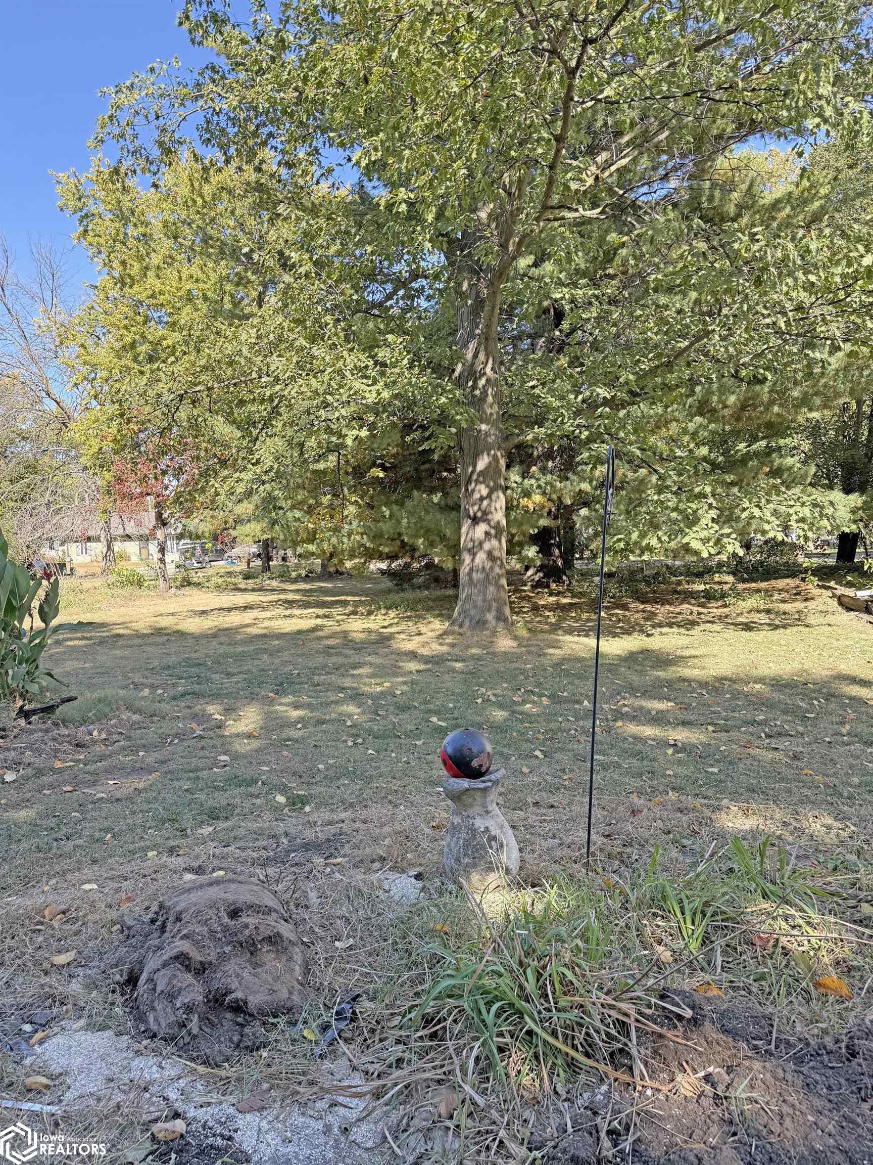 View of some of the mature trees looking North.