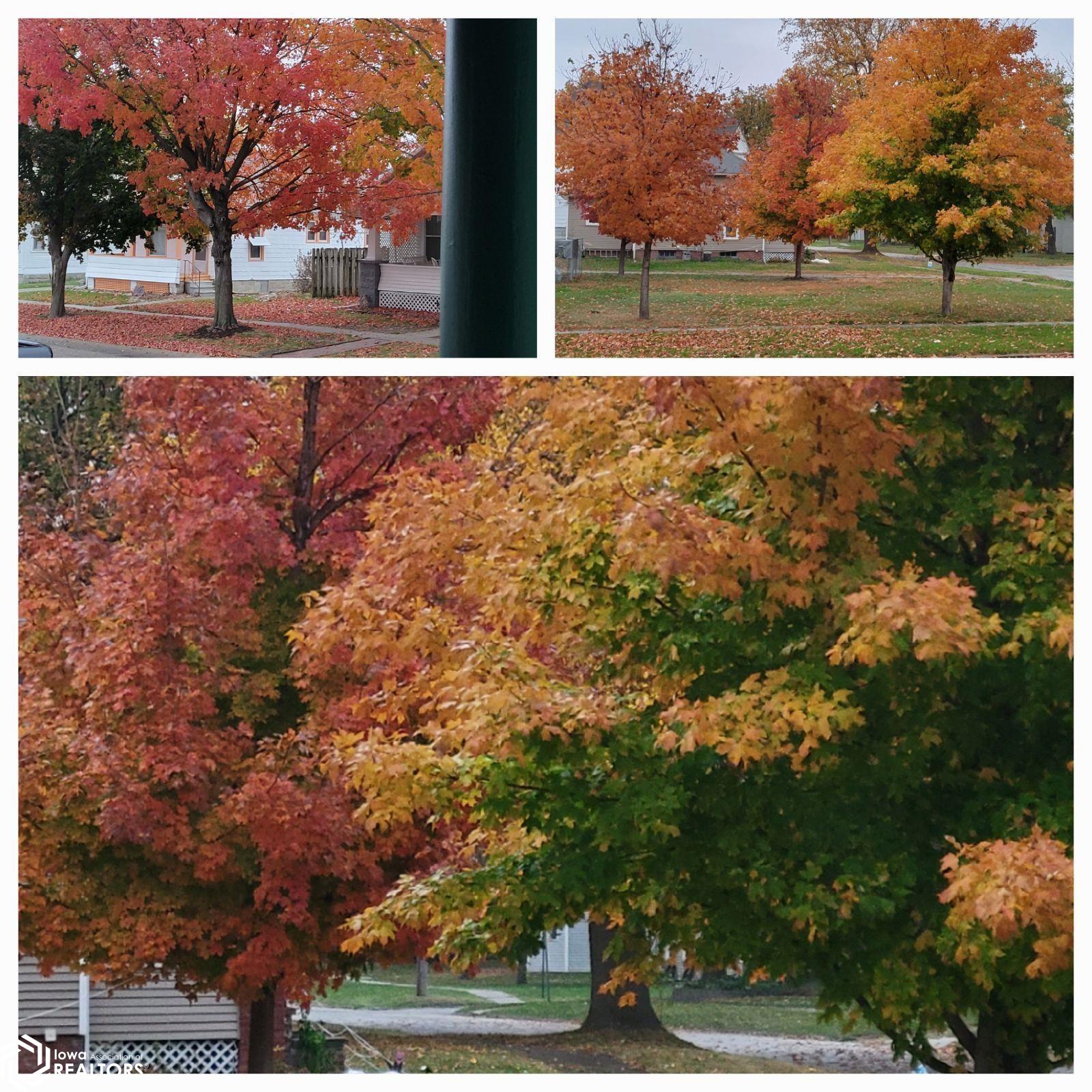 neighborhood Fall foliage