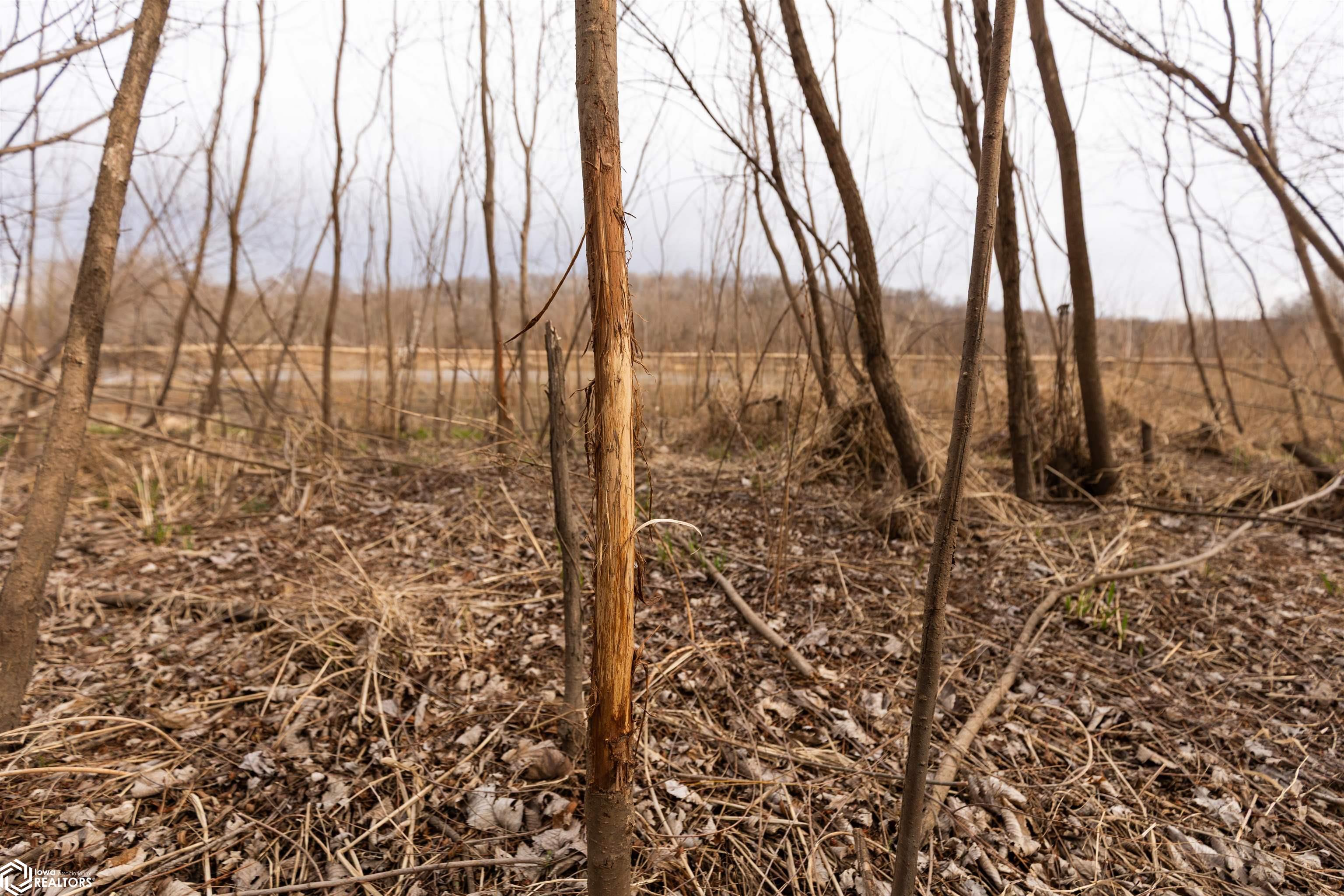 TBD Dogwood Avenue, Brighton, Iowa image 12