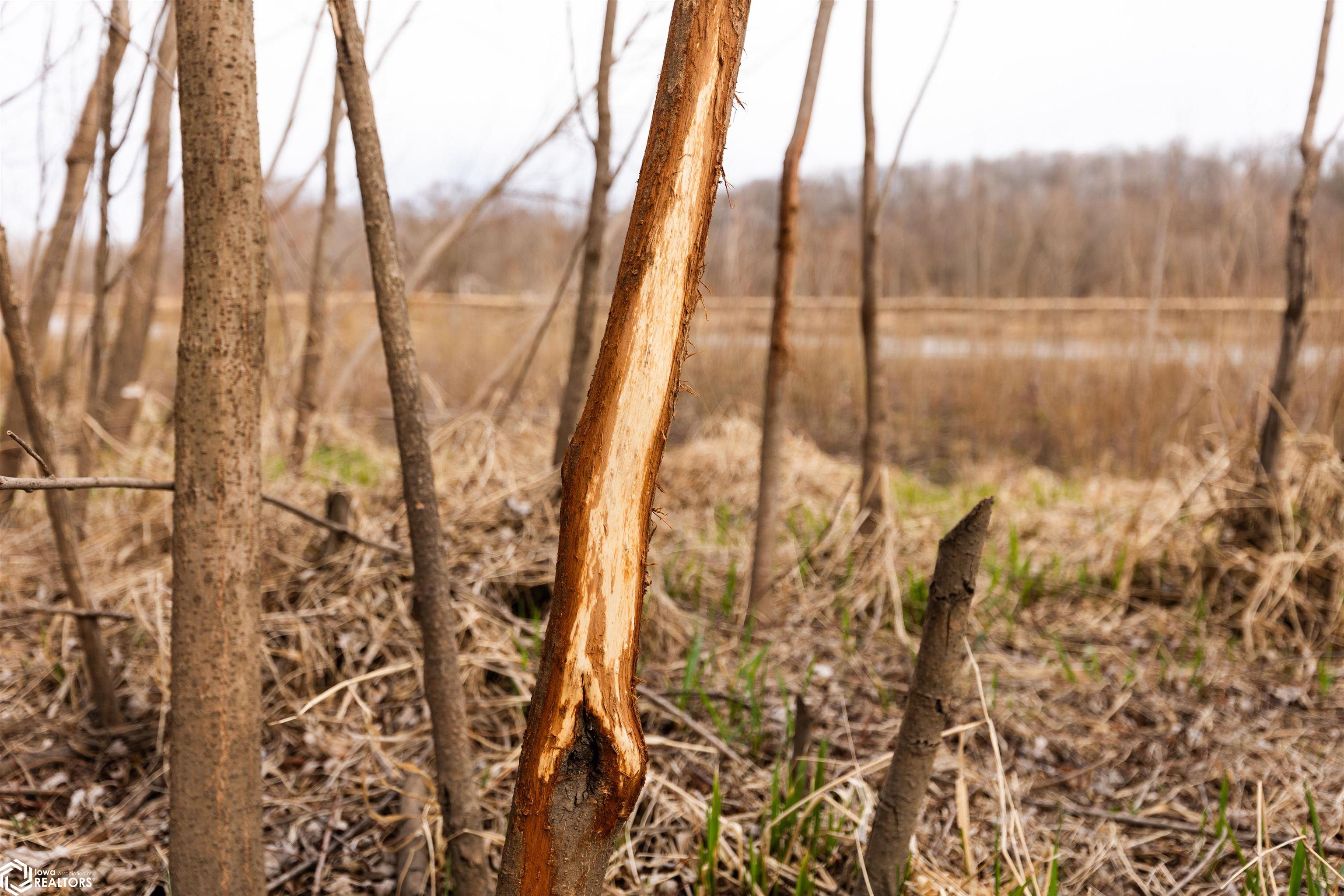 TBD Dogwood Avenue, Brighton, Iowa image 30
