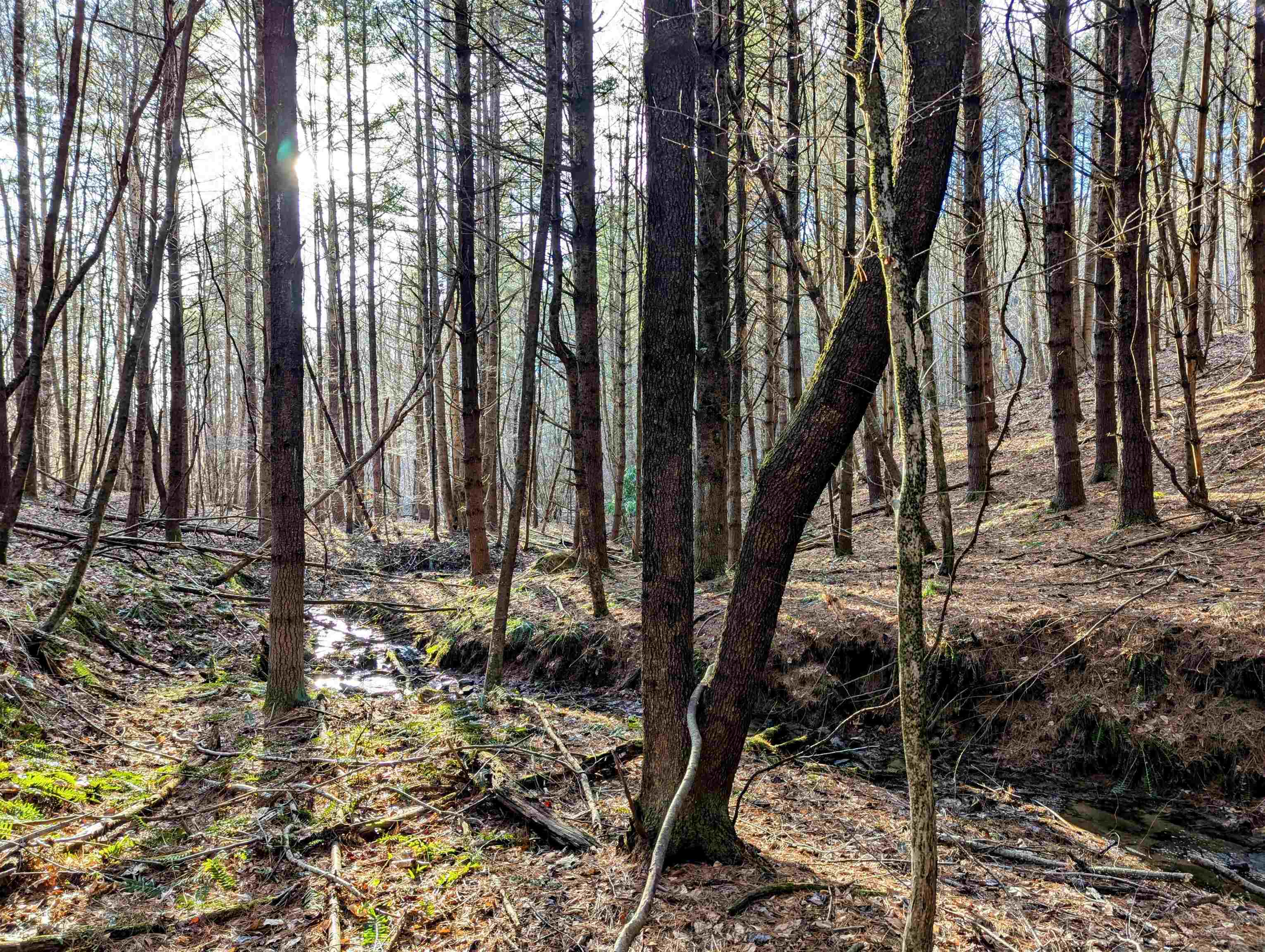 Approximately 10.55 acres of unrestricted mostly wooded property located in Indian Valley VA!  Electric utilities are on the property along with good building sites, paved state road frontage and a small spring stream along the north boundary.    Maybe your just looking for small acreage recreation, this property offers plenty of wildlife opportunities.  Currently the approximate 10.55 acres is part of a 39 acre property, the seller plans to retain the remainder. Final approval will be required by the county, a survey will be completed and recorded at the sellers expense prior to closing.