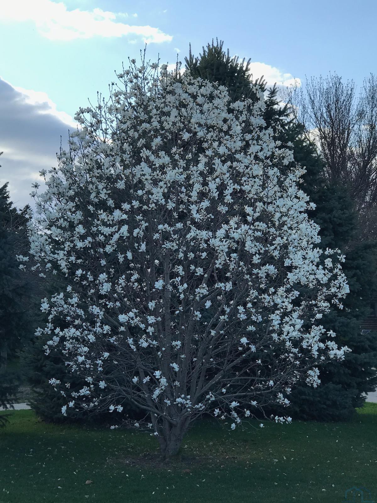 MLS# 820104 for Sale